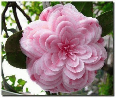 camelia rosa jigsaw puzzle