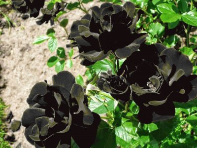 rosa negra jigsaw puzzle