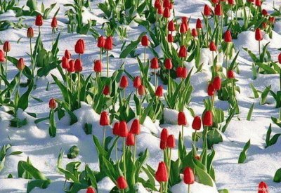 tulipanes rojos en la nieve