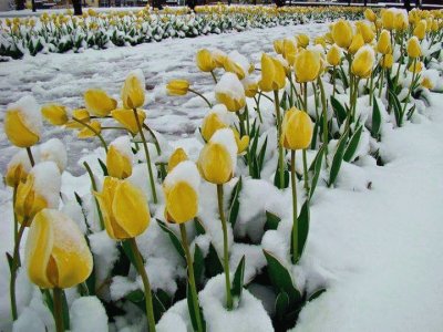 tulipanes amarillos en nieve jigsaw puzzle