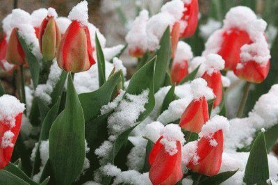 tulipanes nevados