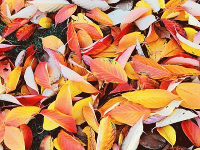 feuilles mortes jigsaw puzzle