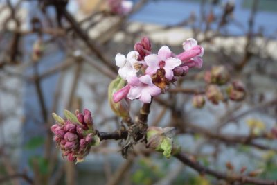 Flower jigsaw puzzle