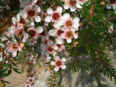 FLOWER jigsaw puzzle