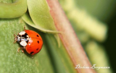 Macro jigsaw puzzle