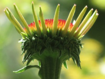 פאזל של echinacea