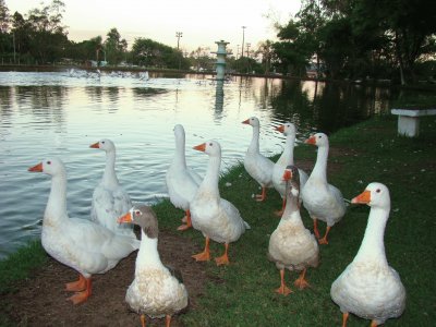 Patos CentenÃ¡rio