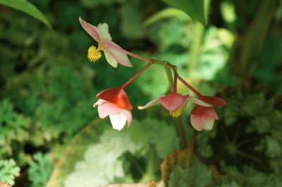 FLOWER jigsaw puzzle