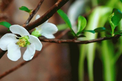 FLOWER jigsaw puzzle