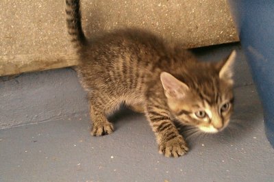 Tabitha 's kitten 2