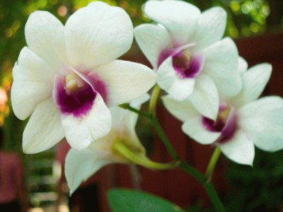 Orchid jigsaw puzzle