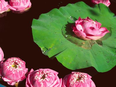 Lotus jigsaw puzzle