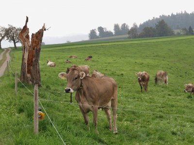 פאזל של vache