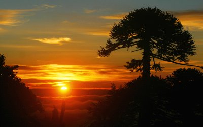 Chile National Parks Araucarias