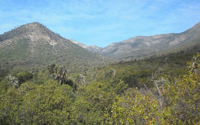 Chile National Parks La Campana Darwin 's trip