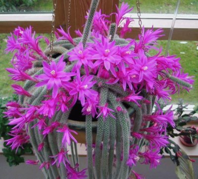 flor cactus