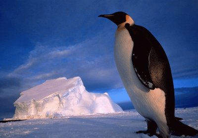 tux