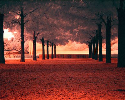 Line-of-Trees-in-red-a19561077