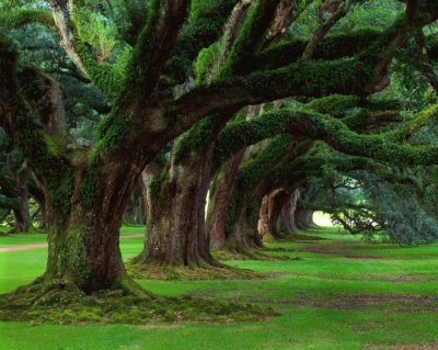 fila de arboles