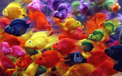 פאזל של color fish
