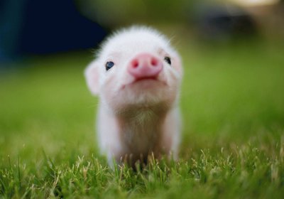 pig