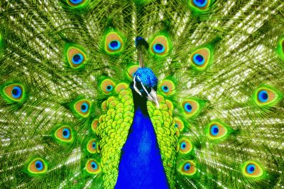 פאזל של peacock