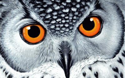 owl jigsaw puzzle