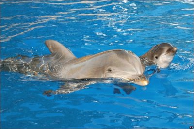 פאזל של APRENDO A SALIR DEL AGUA CON MI MAMÃ