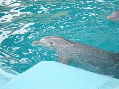 LA CERCANÃA DE LOS DELFINES CON  EL HUMANO