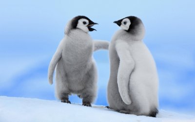 פאזל של penguins
