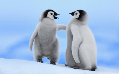 penguins