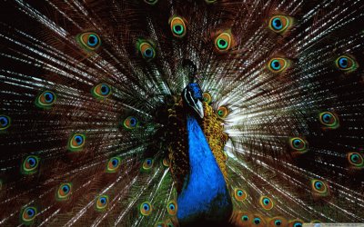 peacock jigsaw puzzle