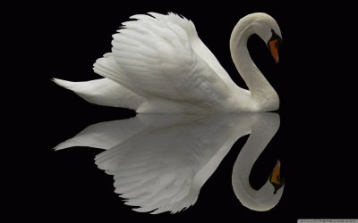 swan jigsaw puzzle