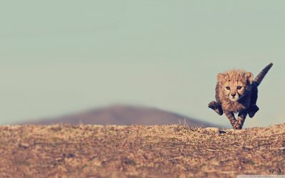 פאזל של cheetah