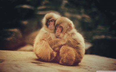 פאזל של baby monkeys