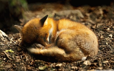פאזל של fox
