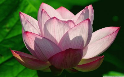 פאזל של lotus flower