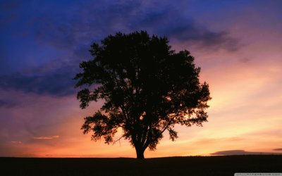 tree sunset