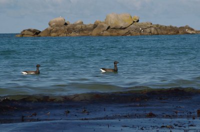 oies bernache kÃ©remma  FinistÃ©re