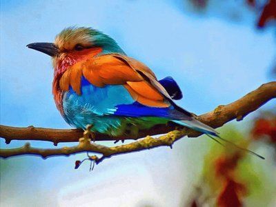 lovely bird