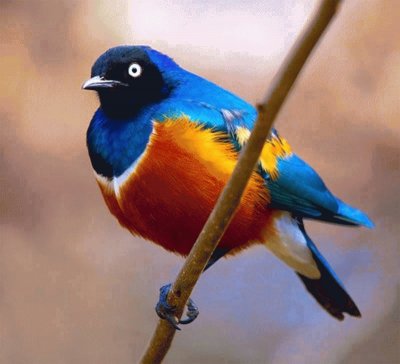 beautiful bird 2