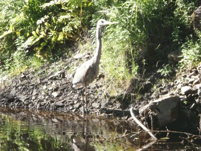 Heron in the river - don 't take my fish!