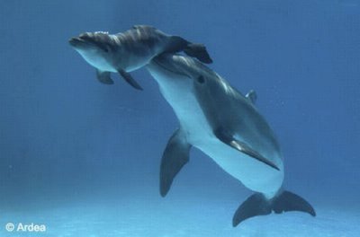 פאזל של Dolphinbaby
