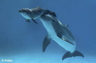 Dolphinbaby jigsaw puzzle