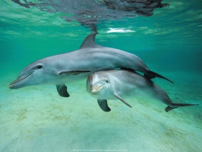 dolphinsmart
