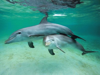 dolphinsmart jigsaw puzzle