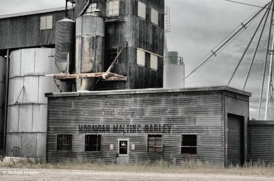 Malting Barley