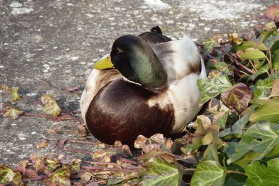 Ente jigsaw puzzle