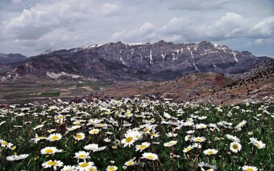 Flores do campo