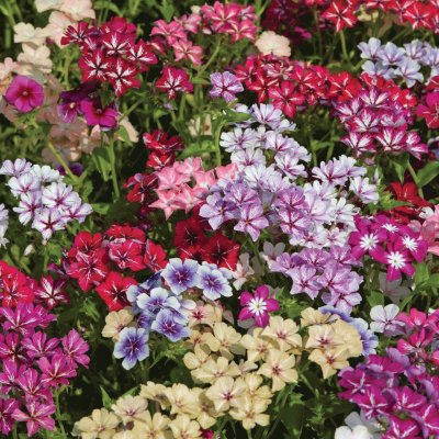 Flores jigsaw puzzle